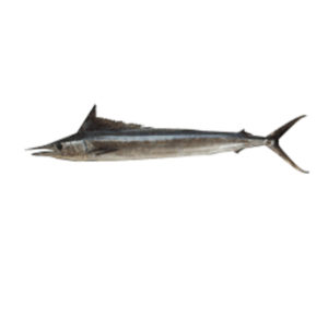 Hebi-Shortbill-Spearfish-Fresh
