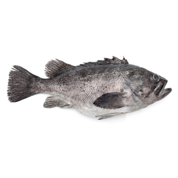 Grouper-Sea-Bass