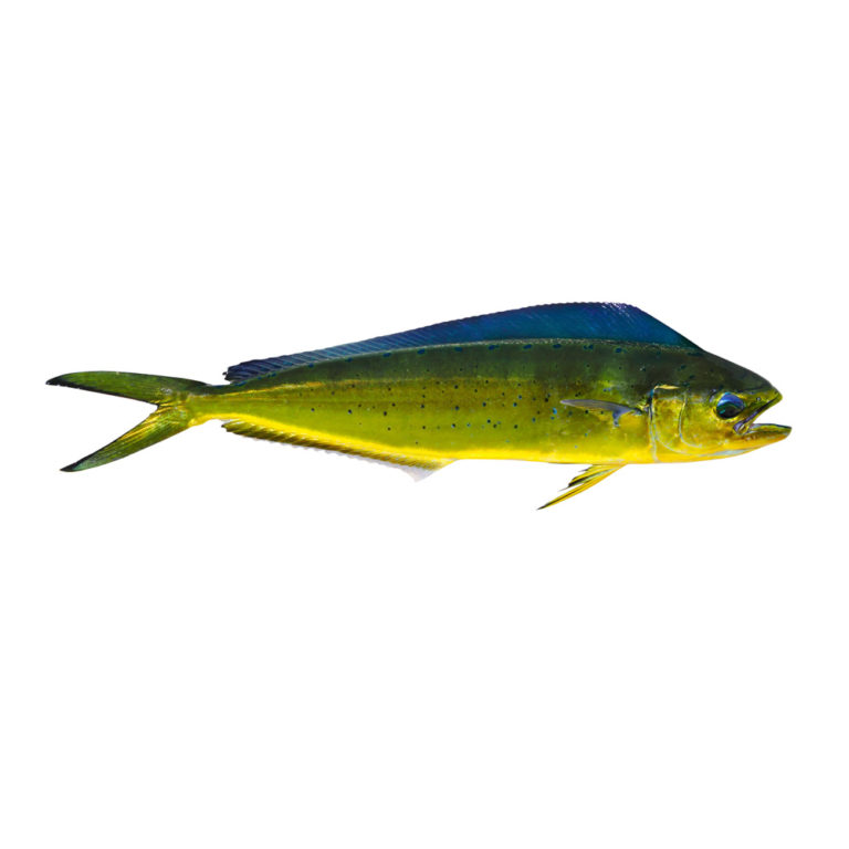 fresh-mahi-mahi-tropic-fish-hawaii